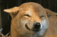 卖萌的狗狗表情亮了动物gif搞笑图片