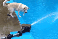 狗狗看到水就兴奋动物gif搞笑图片