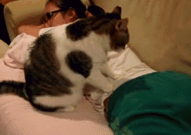 家里养只猫咪真好动物gif搞笑图片