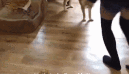 就是现在，机不可失，失不再来动物gif搞笑图片