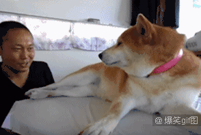 来给你爸爸亲一口，走开不要碰我动物gif搞笑图片