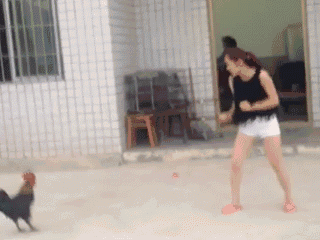 完美斗鸡现场，鸡也不是好欺负的动物gif搞笑图片