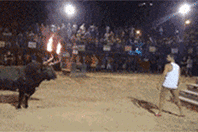 玩斗牛，不作死就不会死动物gif搞笑图片