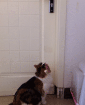 猫星人真聪明，还能自己开门动物gif搞笑图片