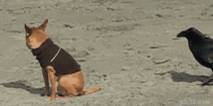 要一下狗子的尾巴，狗子吓的飞起来动物gif搞笑图片