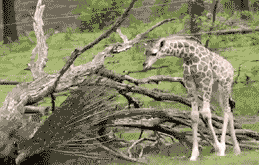 长颈鹿调戏孔雀，把自己给吓到了动物gif搞笑图片