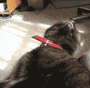 这是和老鼠战斗了三天三夜吗，困的像条狗动物gif搞笑图片