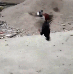 鸟儿和鸡干起来了动物gif搞笑图片