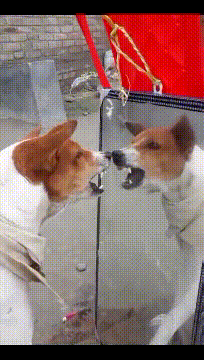 狗子；你谁呀学我干嘛动物gif搞笑图片