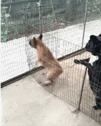 狗子你是逃不出去的，别挣扎了动物gif搞笑图片