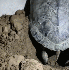 看看你这是人干的事儿吗动物gif搞笑图片