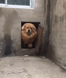 明明就是只金毛，却非要变成藏獒动物gif搞笑图片