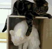 我惹不起你还躲不起吗动物gif搞笑图片