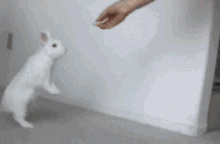 真香，快给我吃动物gif搞笑图片