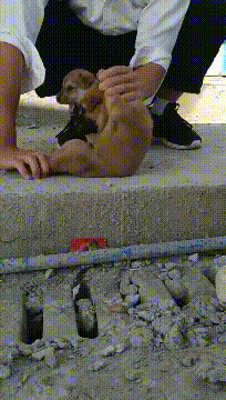 给狗子做仰卧体做动物gif搞笑图片