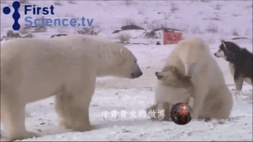 我就问狗子你敢动吗动物gif搞笑图片