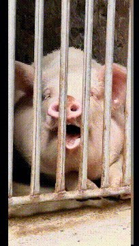 我有你们刚睡醒的照片动物gif搞笑图片