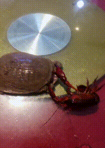 虾龟大战动物gif搞笑图片