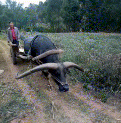 这牛角都拦下整条小路了动物gif搞笑图片