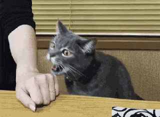 主人我要吃肉肉动物gif搞笑图片