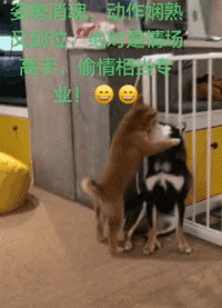 狗子会干人事了，而这事是人干的事吗动物gif搞笑图片