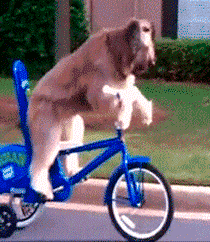 狗子会骑车动物gif搞笑图片