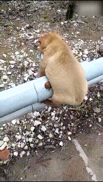 哼！你走！动物gif搞笑图片