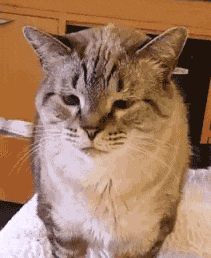 猫星人打喷嚏很有灵性动物gif搞笑图片