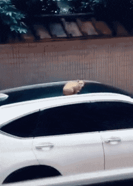 这是猫界的耻辱动物gif搞笑图片