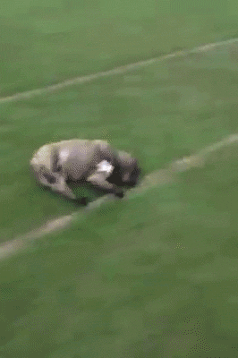 狗子在练习碰瓷动物gif搞笑图片