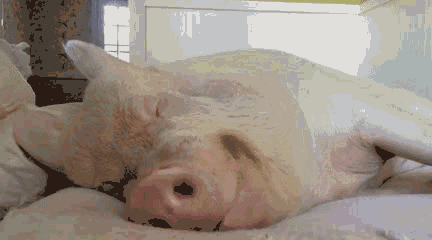 真相！吃了在睡动物gif搞笑图片