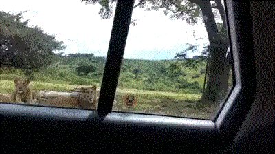 这头狮子上辈子一定是人动物gif搞笑图片