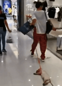 爱逛街的女人真可怕，狗子都累死了动物gif搞笑图片