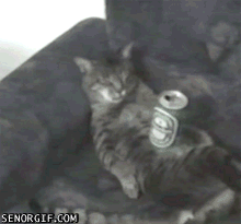 人生难的几回醉动物gif搞笑图片