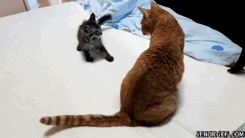 虽然个子小，但是战斗力强动物gif搞笑图片