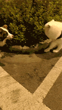 柴犬；你过来我保证不咬死你动物gif搞笑图片