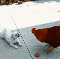 你动一下试试动物gif搞笑图片