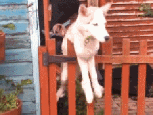 跑出去玩卡住了，怎么办动物gif搞笑图片