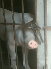 这头猪真聪明动物gif搞笑图片