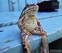 坐着等吃天鹅肉动物gif搞笑图片