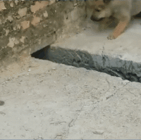 赶紧，你们先出去我掩护动物gif搞笑图片