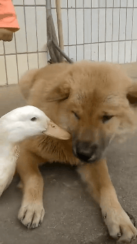 警告你不要当舔狗动物gif搞笑图片