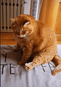 算了，意思一下就行了动物gif搞笑图片