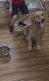 我狗粮被人偷啦....动物gif搞笑图片