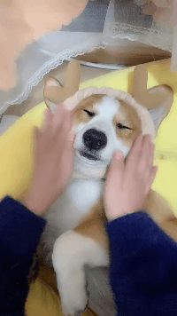 给狗子做做美容，保护好它精致的小脸蛋，给我找个小哥哥回来动物gif搞笑图片