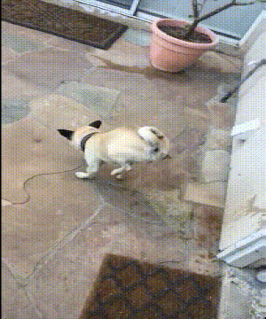 这年头不会点技能，十二生肖都容不下我了动物gif搞笑图片