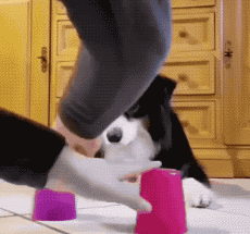 狗子内心有一万个草动物gif搞笑图片