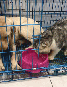 猫：这么难喝，它喝的这么香动物gif搞笑图片