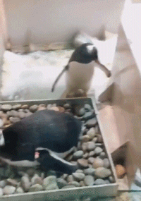 产房前陪产-动物图片动物gif搞笑图片