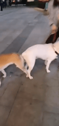 妹子心里已经造成了不可磨灭的阴影-动物图片动物gif搞笑图片